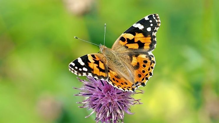 Rubrik_Naturschutz_Biodiv-Schmetterling-c.pixabay-painted-lady-1568926__340