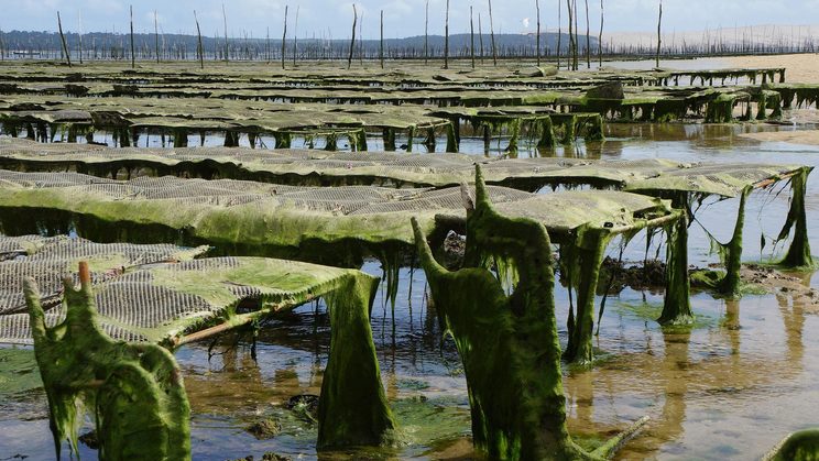 Blick auf eine Austernfarm